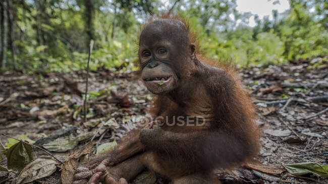 Retrato de un bebé orangután, Borneo, Indonesia - foto de stock
