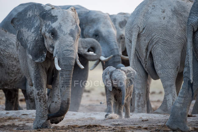 Rebanho de elefantes em um buraco de água, Botsuana — Fotografia de Stock