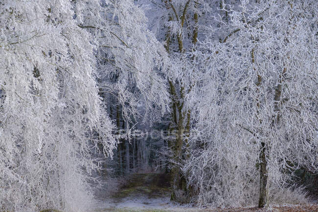 Paysage hivernal avec arbres enneigés — Photo de stock