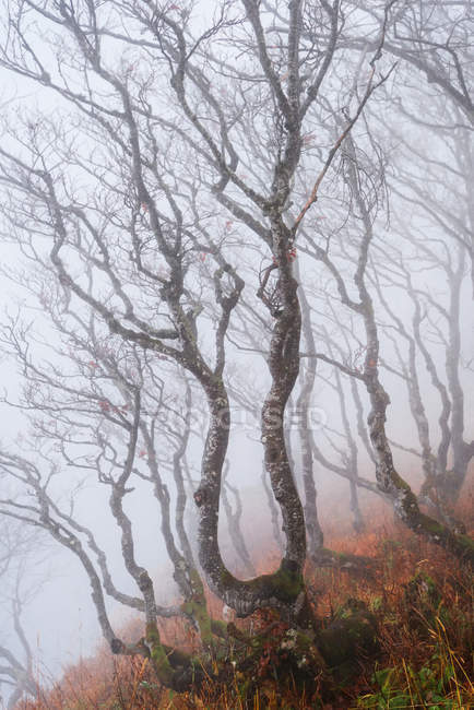 Trees in misty forest, Val-de-Travers, Neuchatel, Switzerland — Stock Photo