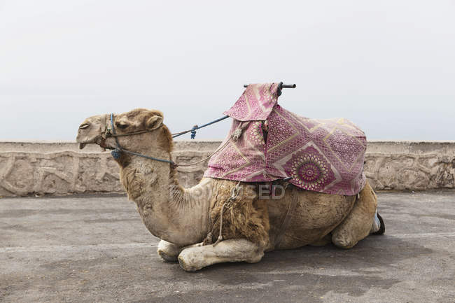 Vista de cierre retrato de un camello, Marruecos - foto de stock