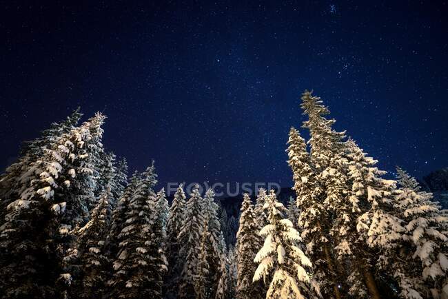 Bosque de invierno con árboles cubiertos de nieve - foto de stock