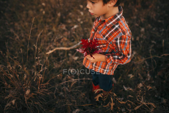 Boy collecting autumn leaves outdoors — Stock Photo