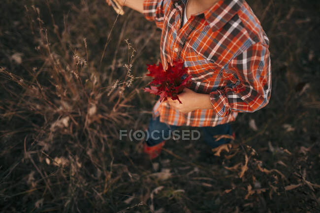 Обрезанный снимок Мальчика, собирающего осенние листья — стоковое фото