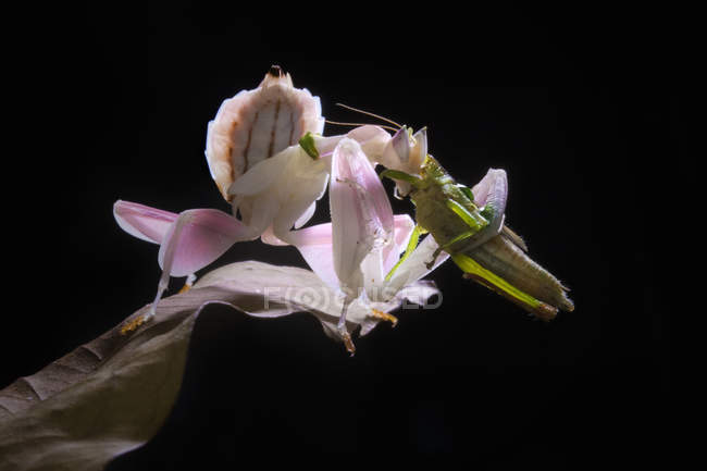 Vista de cerca de la mantis orquídea con su presa - foto de stock