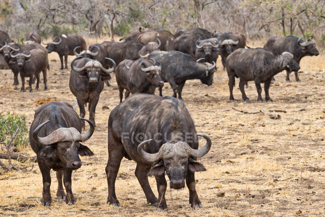 Vista panorámica de la manada de búfalos africanos, Mpumalanga, Sudáfrica - foto de stock