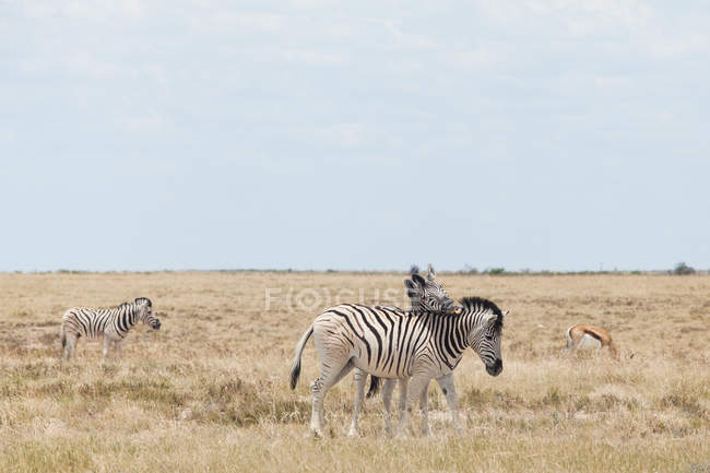Три зебры и пружок, национальный парк Этоша, Нибия — стоковое фото