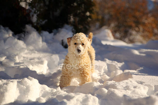 Крупный план очаровательной маленькой собачки, играющей в снегу — стоковое фото