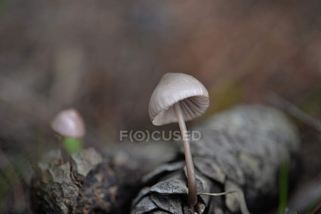Nahaufnahme von Pilzen, die im Wald wachsen — Stockfoto