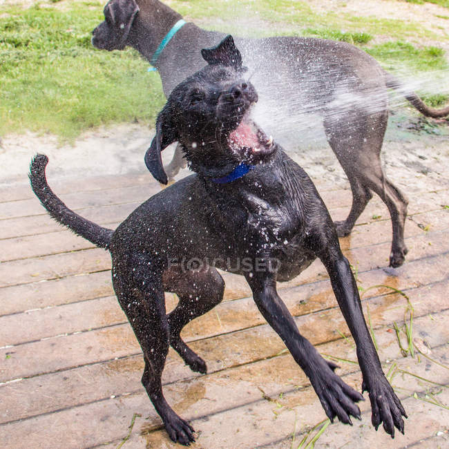 Due cani che saltano in acqua da un tubo di gomma — Foto stock