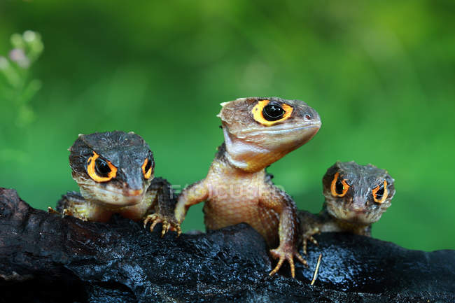 Drei Krokodilskinks, Nahaufnahme, selektiver Fokus — Stockfoto