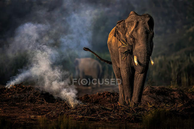 Éléphant debout près d'une rivière qui mange, province de Surin, Thaïlande — Photo de stock