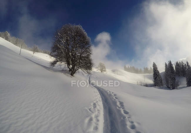 Chemin à travers la neige, Ibergeregg, Schwyz, Switzlerand — Photo de stock