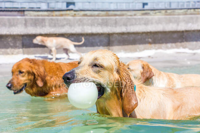 Золотистые собаки-ретриверы, стоящие с мячом во рту, США — стоковое фото