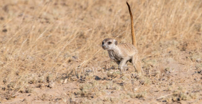 Meerkat run, Kgalagadi Transfrontier Park, South Africa — стокове фото