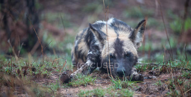 Vue rapprochée de Wild dog sleeping, Afrique du Sud — Photo de stock