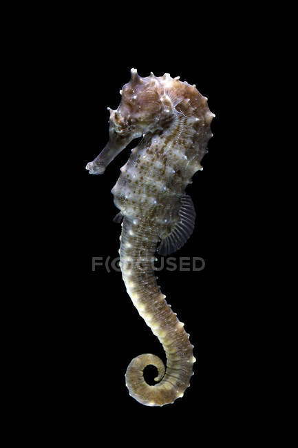 Portrait of a seahorse on dark black background — Stock Photo