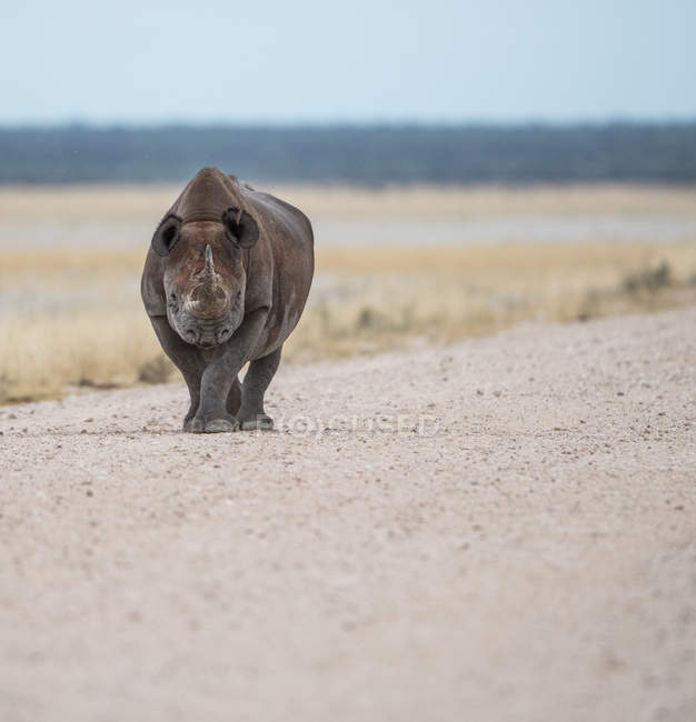 Rinoceronte nero che cammina nel deserto, Africa — Foto stock