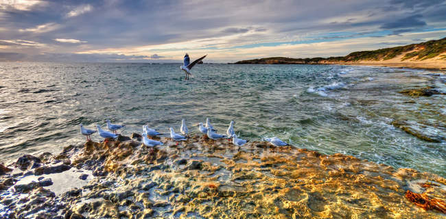 Vue panoramique sur les mouettes sur la côte rocheuse, Point Peron, Perth, Australie occidentale, Australie — Photo de stock