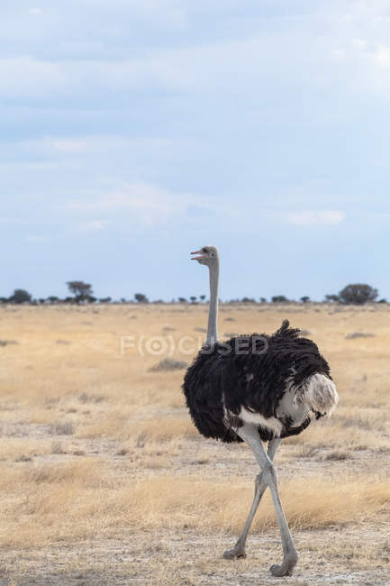 Vista panorâmica da Avestruz, Parque Nacional de Etosha, Namíbia — Fotografia de Stock