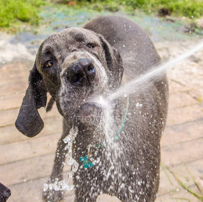 Собака пьет воду из шланга в саду — стоковое фото