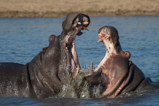 Борьба двух бегемотов, Национальный парк Крюгера, Южная Африка — стоковое фото