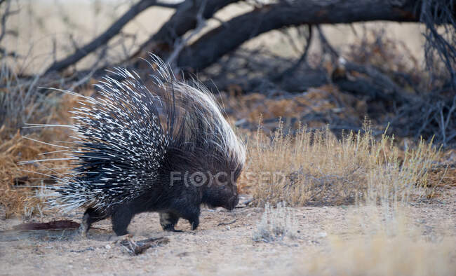 Portrait d'une Porcupine, Afrique du Sud — Photo de stock