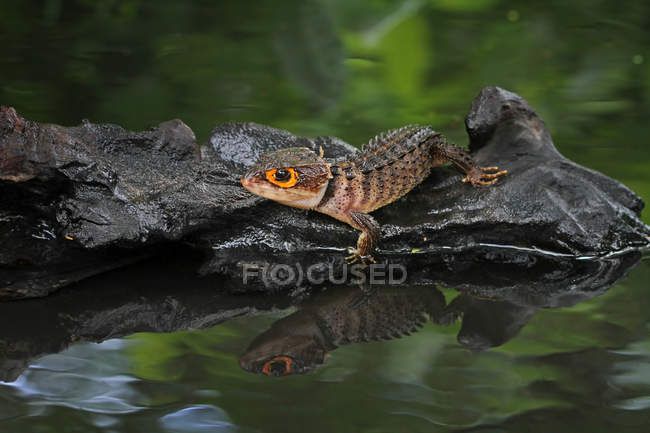 Крокодиловый скинк на скале у озера, вид крупным планом, избирательный фокус — стоковое фото