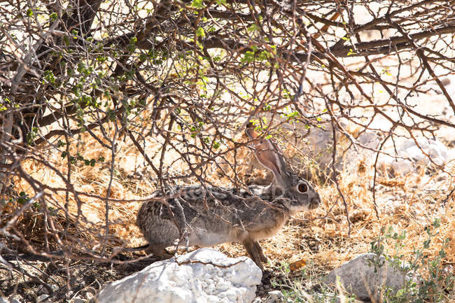 Scrub lepre in piedi sotto un cespuglio, Etosha National Park, Namibia — Foto stock