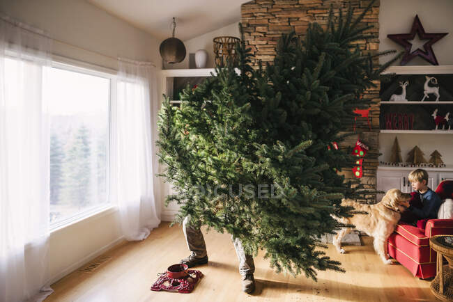 Hombre montando un árbol de Navidad en la sala de estar con hijo y perro sentado en un sofá - foto de stock
