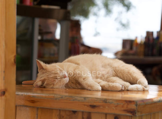 Cat lying on a wooden table and sleeping — Stock Photo