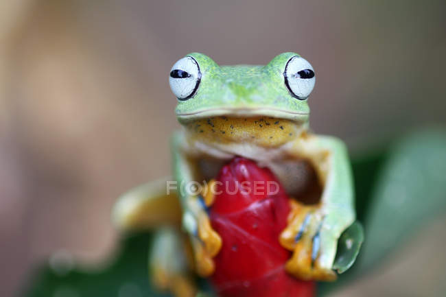 Уоллес летить жаба на квітковому бутона, розмитий фон — стокове фото