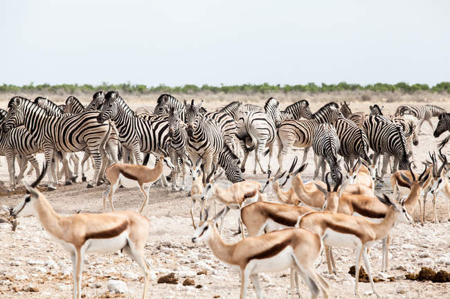 Mandria di zebra e springbok, Parco Nazionale Etosha, Namibia — Foto stock