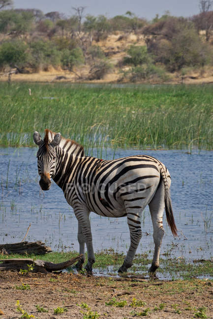 Zebra standing by water hole, Makgadikgadi Pans Game Reserve, Botswana — Stock Photo