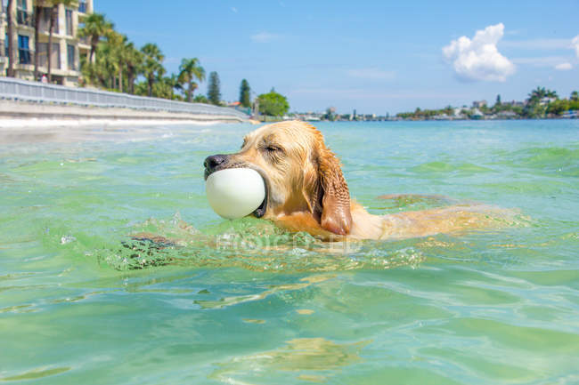 Golden retriever perro nadando con una pelota en la boca - foto de stock
