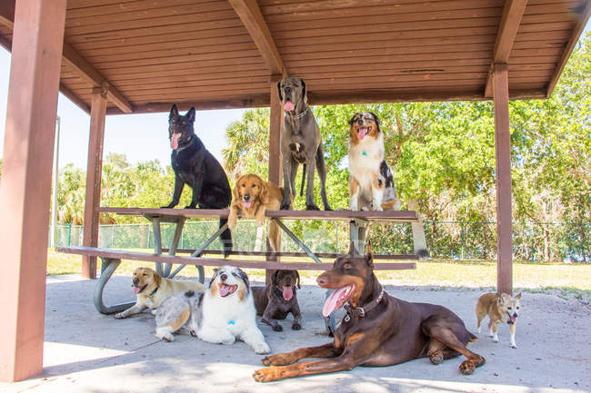 Grupo de nueve perros sentados alrededor de una mesa de picnic, Estados Unidos. - foto de stock