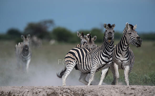 У кущі (Ботсвана) біжить стадо зебр. — стокове фото