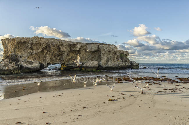 Malerischer Blick auf Vögel auf zwei Felsen Strand, Perth, Westaustralien, Australien — Stockfoto