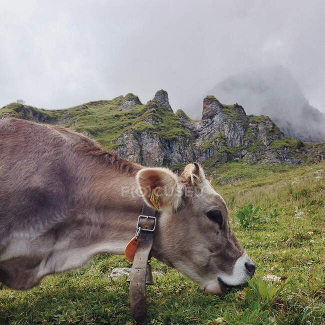 Vaca de pie en las montañas pastando, Braunwald, Glarus, Suiza - foto de stock