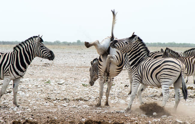 Zebra pateando piernas en el aire, Parque Nacional Etosha, Namibia - foto de stock