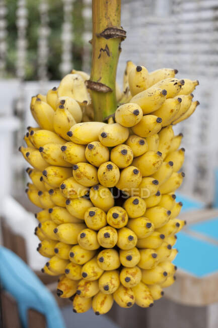 Крупный план кучи бананов, Сейшелы — стоковое фото