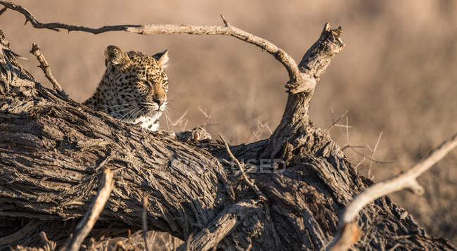 Malerische Ansicht des Leopardenjungen, der an einem umgestürzten Baum sitzt, Kgalagadi District, Botswana — Stockfoto