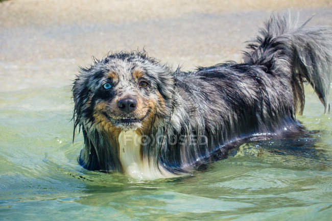 Australischer Schäferhund steht im Ozean — Stockfoto