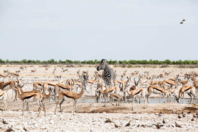Zèbre debout parmi le troupeau de springbok près d'un trou d'eau, parc national d'Etosha, Namibie — Photo de stock