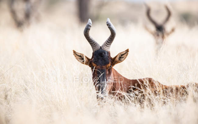 Retrato de um hartebeests no mato, Kgalagadi Transborder Park, África do Sul — Fotografia de Stock