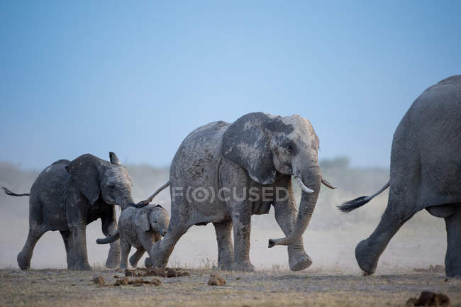 Manada de elefantes caminhando em arbusto, Botsuana — Fotografia de Stock