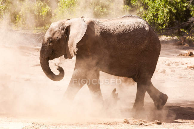 Vue panoramique sur l'éléphant marchant dans le désert, Namibie — Photo de stock