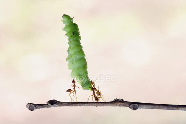 Close-up shot of group of ants carrying dead caterpillar — Stock Photo