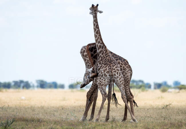 Deux girafes masculines se battent, Botswana — Photo de stock