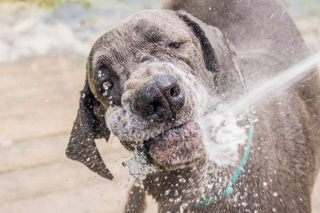 Cão sendo mangueirado com água — Fotografia de Stock